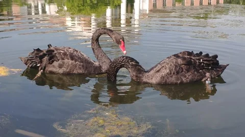 Two black swans feed on the pond almost synchronously the intertwining of tw Stock Footage 157212850