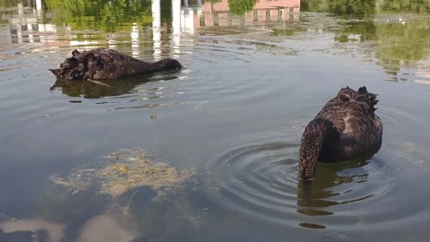 Two black swans feed on the pond and do not notice anyone Stock Footage 157212982
