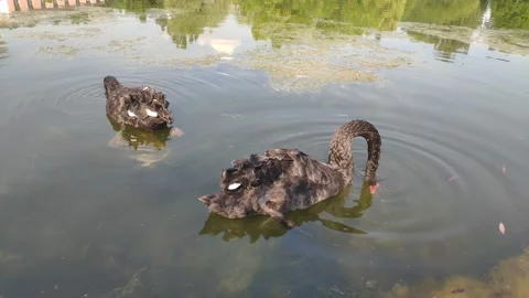 Two black swans feed on a pond and dive into the water in search of food Stock Footage 157213179