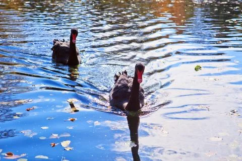 Two black swans float in park lake. Autumn background. Stock Photos