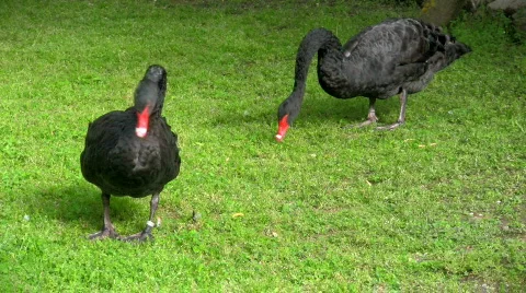 Two black swans Video stock 449437