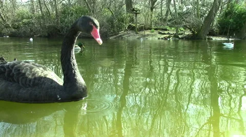 Two Black Swans Video stock 47860681