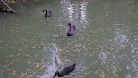Two black swans Stock Footage 88175774