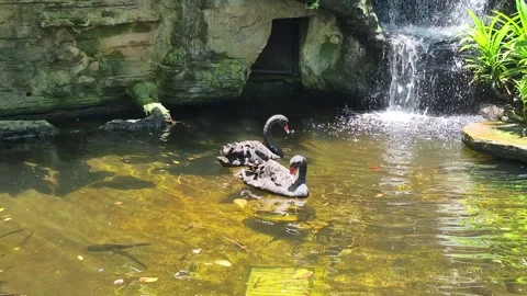Two black swans Stock Footage 331753186