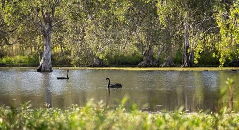 Two black swans glide peacefully on a still wetland lagoon, framed by paper.. Stock Photos