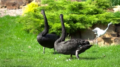 Two black swans on the grass closeup Stock Footage 76088221