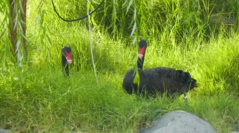 Two Black Swans in the Grass 스톡 동영상 56594165