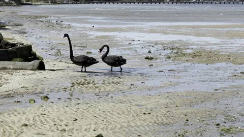 Two black swans march along shore of river to water outlet for drink Video stock 230554708
