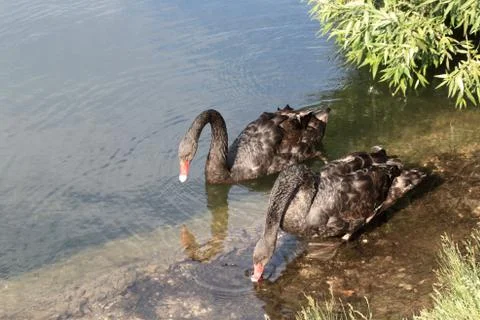 Two black swans (a pair of black swans) in shallow water Stock Photos