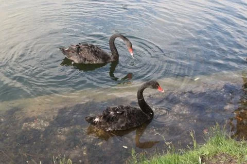 Two black swans (a pair of black swans) are looking for food (prey) in the water Stock Photos