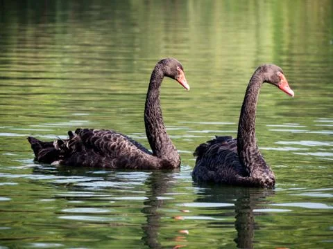Two Black Swans Stock Photos
