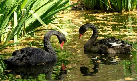 Two Black Swans Stock Photos