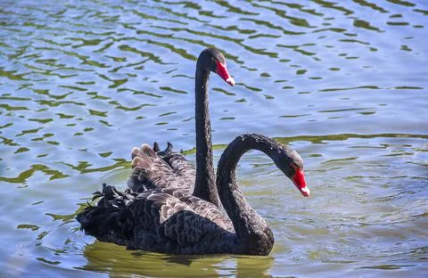 Two black swans Stock Photos