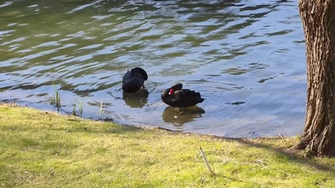 Two black swans preening feather swan cleaning body at riverside Stock Footage 246871580
