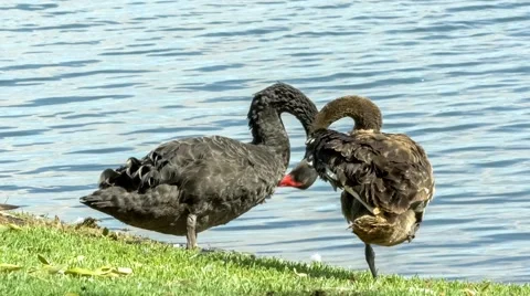 Two black swans preening their plumage with their beaks whilst standing on gr Video stock 65077787