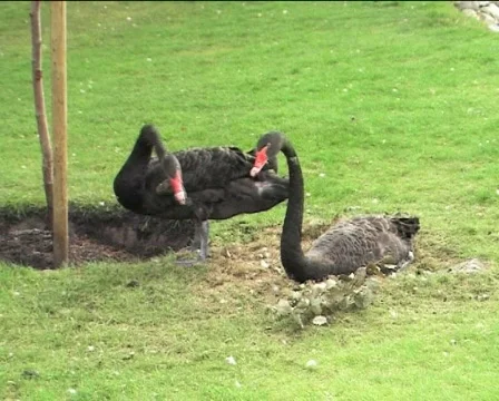 Two black swans preparing nest 01 Video stock 82989