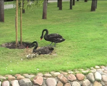 Two black swans preparing nest 02 Video stock 82990