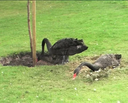 Two black swans preparing nest 03 Video stock 82992