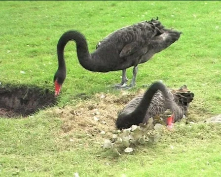 Two black swans preparing nest 04 Video stock 82995