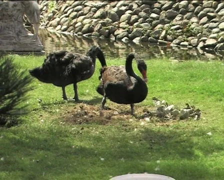 Two black swans preparing nest 05 Video stock 82996