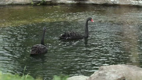Two black swans with a red beak swim in a river near the shore Stock Footage 233903382