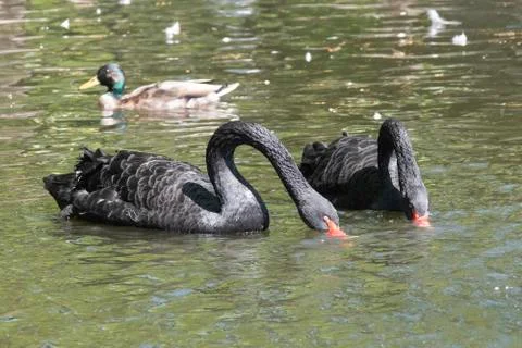 Two black swans with red beaks swim in a pond, the sun shines on the feathers Stock Photos