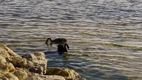 Two black swans relax in river beside rocky shore Stock Footage 252059994