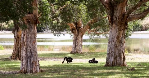 Two black swans rest under the trees in the park - 4K Stock Footage 85317877