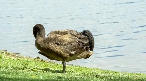 Two black swans standing lakeside and grooming their plumage, slow motion Stock Footage 68190228
