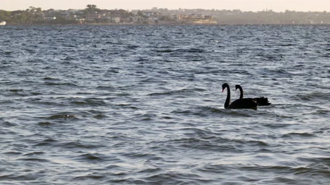 Two Black Swans swim while battling rough waters of Swan River in late afternoon Video stock 151236733