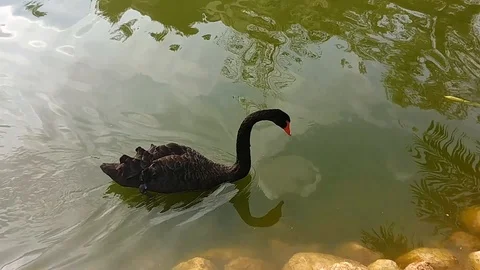 Two black swans in the water Stock Footage 96432489