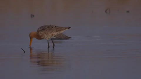 Two black-tailed godwit (Limosa limosa) in the river Stock Footage 283910859