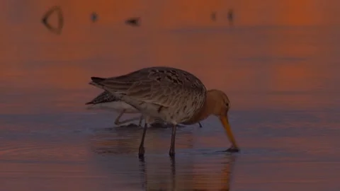 Two black-tailed godwit (Limosa limosa) drink in the river Stock Footage 283910901