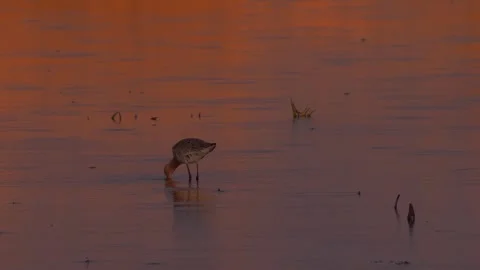 Two black-tailed godwit (Limosa limosa) in the river looks for food Stock Footage 283910923