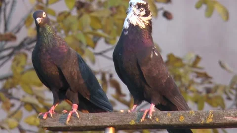 Two black thoroughbred pigeons with black coloring stand on a wooden crossba 스톡 동영상 220047048