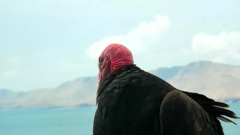 Two black vultures are siting on the ship railing tube Stock Footage 242803431