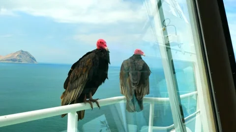Two black vultures are siting on the ship railing tube Stock Footage 242803442