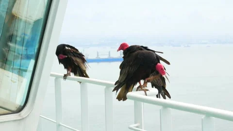 Two black vultures are siting on the ship railing tube Stock Footage 242803480