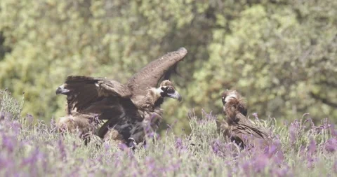 Two black vultures fighting in a spring day, in a mediterranean forest, in Spain Vídeo Stock 307924626