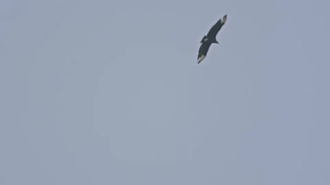 Two Black Vultures Flying Through Frame In Slow Motion Stock Footage 205319495