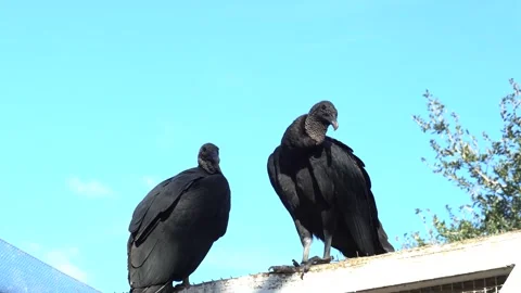 Two Black Vultures perched on top of rookery house Stock Footage 166113930