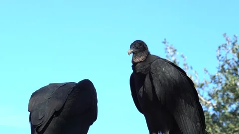 Two Black Vultures perched on top of rookery house Stockbeeldmateriaal 166114172