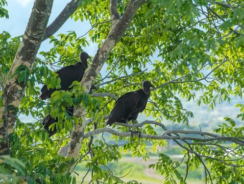Two Black Vultures Perched on Tree Branches in Tatacoa, Colombia 库存照片