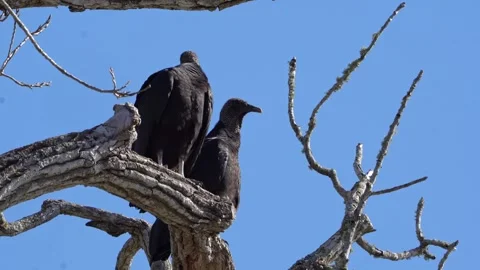 Two Black Vultures Sunbathing on Winter Branch - Clear Blue Sky Stock Footage 306840643