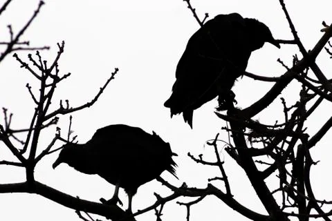 Two black vultures on tree Stock Photos