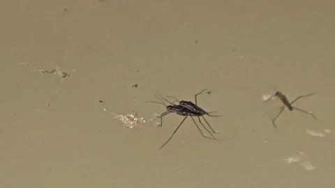 Two Black Water Insects Mating as a Third Approaches and Swims Away, Tambopata Stock Footage 302459743