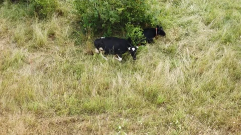 Two black with white cows are resting on the grass Video stock 136023626