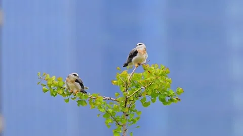 Two Black-winged Kite Birds Perched on Green Ginkgo Tree Branch Stock Footage 330832462