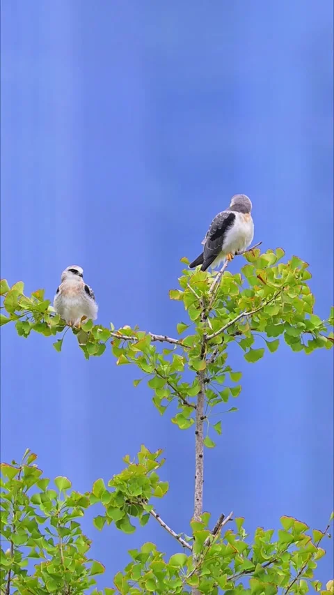 Two Black-winged Kite Birds Perched on Green Ginkgo Tree Branch Stock Footage 330832547