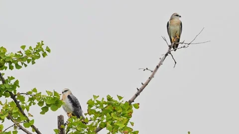 Two Black-winged Kite Birds Perched on Different Branches Against White Sky 스톡 동영상 330832911